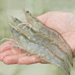 뜨거운 쫄면이 있다고요? 네. 온쫄면 물쫄면 쫄우동