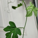 아데니아 스테노닥틸라(Adenia stenodactyla) - 아프리카식물(코덱스)