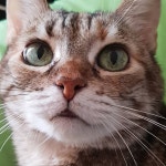 La mia super roccetta!#cats #catsagram #catstagram #pets #animal #animals #petstagram #katzen #catsofinstagram #ilovemycat... 