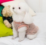 dog cloth에 있는 핀