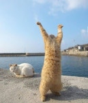 동물에 있는 Greac님의 핀 | 개와 고양이, 동물, 고양이