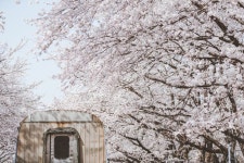 [벚꽃과 기차] 대한민국 No.1 감성채널. 얼라우투(www.allowto.com) | 풍경 사진, 인물 사진, 대한민국