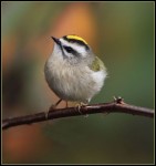 1-IMG_2099-001 Golden-crowned Kinglet Bird Photography