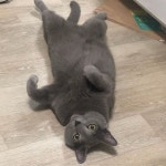 #cat#ねこ#russianblue#catstagram#캣스타그램#냥스타그램#pet#러시안블루#러블#반려묘#차율무#율무스타그램#youlmu#아빠가차씨... 