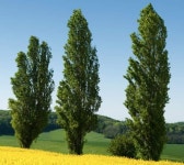 Check more at https://demonstre.com/20-plantas-perenes-etapa-2/ | 자연 사진, 자연, 풍경 사진