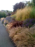 정원꾸미기 - 울타리 역할의 멋진 풀, 그라스(Grass)