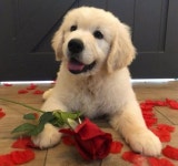 주인이 좋아하는 새빨간 ‘장미꽃’ 입에 물고 ‘사랑 고백’하는 아기 리트리버 - 인사이트 AMP | Cute little puppies... 