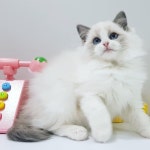 신비돌스 랙돌캐터리... | Small cat, Cats, Image