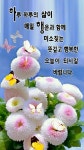 자연 사진에 있는 훈님의 핀 - 2023 | 좋은 아침 인사, 아침 인사, 수제 카드