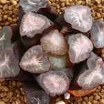 산지취만상 1(Haworthia maughanii) - 하월시아(Haworthia)