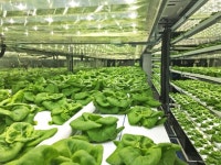 Agro에 관한 35개의 최상의 Pinterest 이미지 | 식물, 단순한 및 아쿠아포닉 Agro