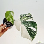 무늬최상 보르시지아나 알보 몬스테라/동일품배송/높이 35 - 공기정화식물(air purifying plants)