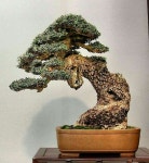 월출산분재그림경매장 | Bonsai. Insp에 있는 Bagus Wijaya님의 핀 | 분재, 그림
