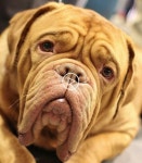 트리트먼트를 위한 발열에서 개 in 2020 | Mastiffs, French mastiff, Bordeaux dog