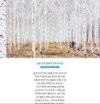 강원 인제 원대리 자작나무 숲 강원 인제 원대리 자작나무 숲 | 자연 사진, 자작나무, 숲