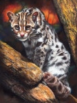 Peter Williams (pastel) | 색연필 그림, 그림, 색연필