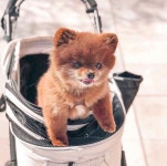 #pomeranian | 강아지