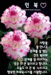 Pin page 갤러리에 있는 Bmk님의 핀 - 2024 | 좋은 아침 인사, 아침 인사, 갤러리