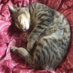 고롱고롱 아기 in 2020 | Animals, Cats