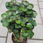 파비안느(Balfour Aralia) - 관엽식물(Foliage)