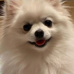 우리집귀염댕이 ... | Dog lovers, Dog selfie, Dog sitting