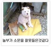 강아지 Dog에 있는 yoonbona님의 핀 | 동물 유머, 동물 밈, 웃긴