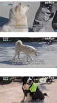 버려진 14마리의 강아지를 사찰로 들여온 스님