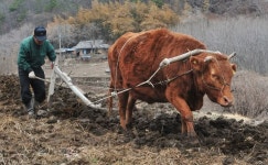 들녁에 들리는 워낭소리
