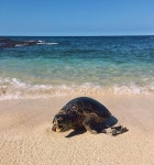 turtle 거북에 있는 필원 김님의 핀 | 거북