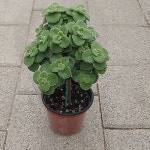 장미허브 외목대(Hub) - 관엽식물(Foliage) 장미허브 외목대(Hub) - 관엽식물(Foliage) | 관엽 식물, 식물, 제라늄
