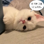 노라조