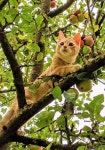 Cats - so much love에 있는 Cat Man Du님의 핀 - 2022 | 고양이, 동물