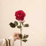 운정꽃집 파주꽃집 🕊플로라윤 프리저브드플라워 on Instagram... 수요일 주문건에 대해서는 오늘 우체국 택배로 배송 다 완료 할... 