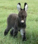 Small donkey | 귀여운 아기 동물, 귀여운 동물, 아기 동물