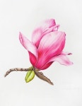 Pin by ujin park on 꽃소묘 | Watercolor flower art, Colorful flower art, Flower art painting