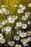 Pin by Studio jb on 수채화 과슈 중급 | Daisy painting, Floral painting, Watercolor paintings easy