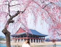 OSulloc Tea Museum and Green Tea Fields: Jeju Island, South Korea(이미지 포함) | 사진