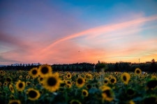 #부산 #해바라기 #부산일몰 #일몰 #부산해바라기 #대저생태공원 #맥도생태공원 #부산공원 #공원 #삼락공원 #풍경스타그램 #풍경 #하늘... 