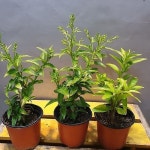 아래향(한목대) 귀생꽃(향기가저녁에만 나는아이에요) - 공기정화식물(air purifying plants)