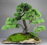 Bonsai Creations에 있는 Bob Caldwell님의 핀