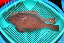 묵호항 어시장의 자연산 수산물(도다리 세꼬시, 강도다리, 임연수어, 참가자미, 달고기, 밀치) 묵호항 어시장의 자연산 수산물(도다리 세꼬시... 