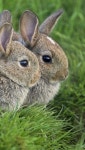 Rabbits | 동물