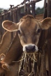 cows에 관한 39개의 최상의 Pinterest 이미지 | 시골 생활, 농장 동물 및 소 cows