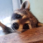 🐾멍이와쿤이 청주점. 🏠충북 청주시 상당구 상당로81번길9-2 3층(1층렌즈스토리) ☎️043-222-2243 ⏰ open 12:00... 