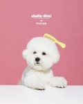 Studio dive pet: 귀여운 강아지 in 2024 | Cute dogs, Puppy care, Cute animals