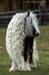 Horses의 최고 인기 이미지 391개 | 말, 아름다운 말 및 Draft horses Horses