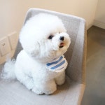 응애응애 우유달라하는 아기같아🍼🍼 포포언니 @silverpoodle_popo 사진감사해요👍🏼 #토리#비숑 #비숑프리제... 