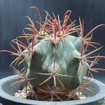 신선옥 실생4-5년생 국내산 세원선인장(Ferocactus gracilis Coloratus) - 선인장(Cactus)