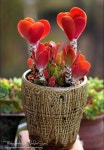 Pin de 변선옥 en 다육이랑 | Plantas suculentas, Suculentas, Plantas