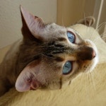 blue eyed cat | 고양이